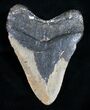 Bargain Megalodon Tooth - North Carolina #11028-2